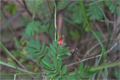 Indigofera karnatakana